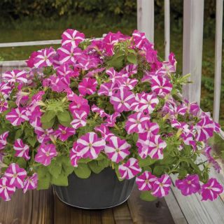 FotoFinish Rose Star Petunia Thumbnail
